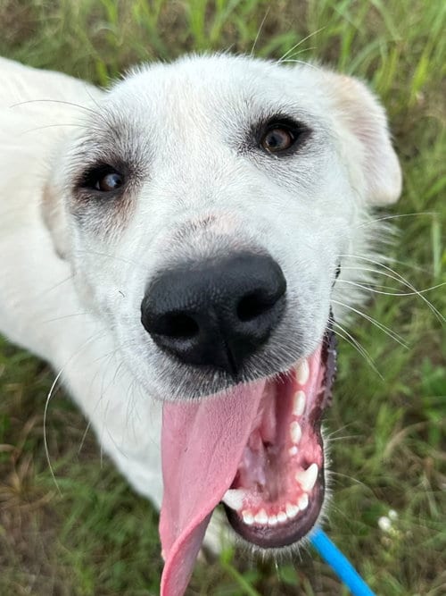 Photo of Independence aka Indie, adoptable Great Pyrenees in Newcastle, Oklahoma