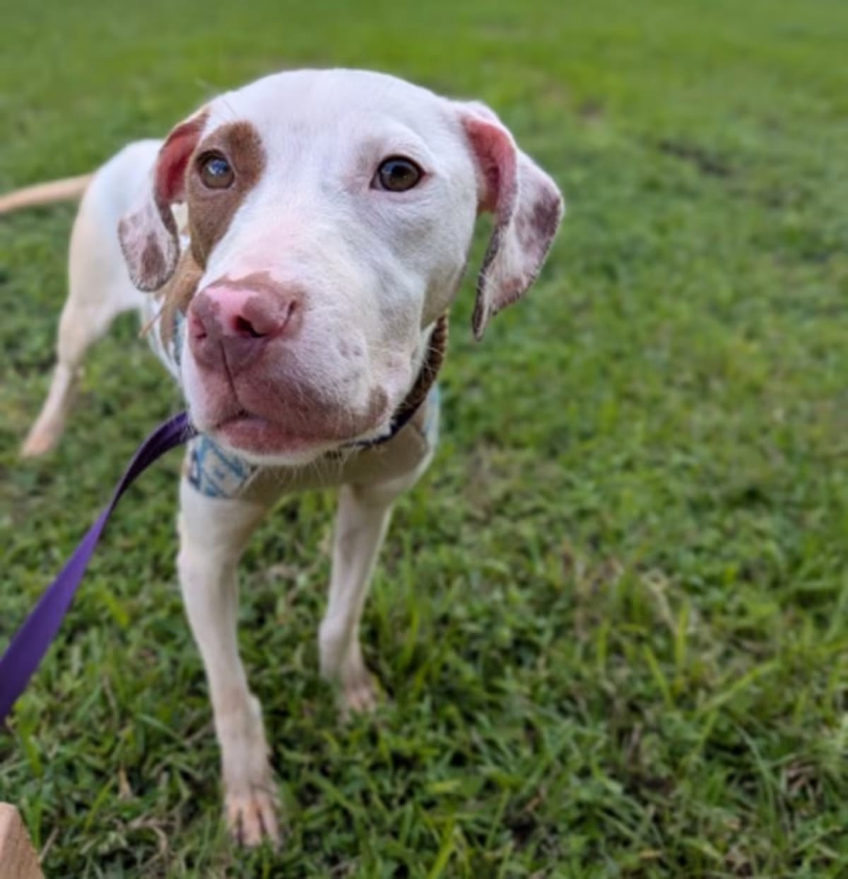 Photo of Moonpie, adoptable American Pit Bull Terrier in New Orleans, Louisiana