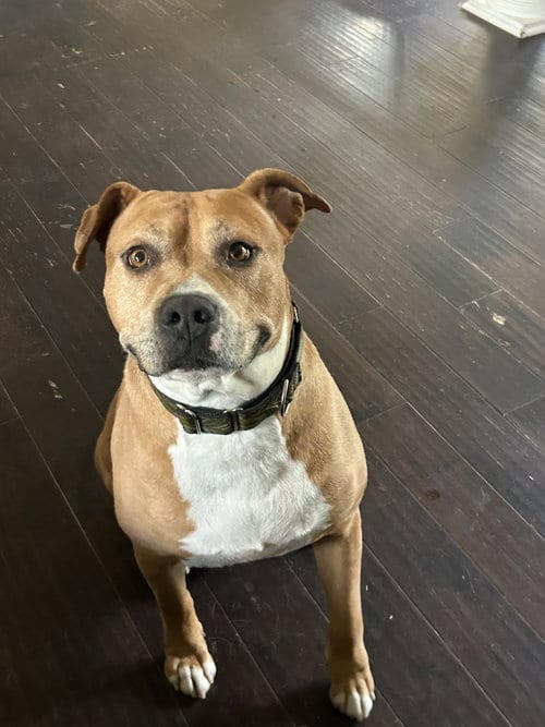 Photo of Tank, adoptable American Pit Bull Terrier in Hillsboro, Missouri