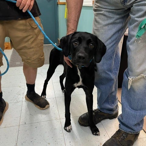 Photo of Zinnia, adoptable Mixed Breed (Medium)