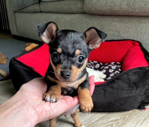 Photo of Zurich, adoptable Chihuahua in Shermans Dale, Pennsylvania