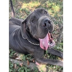 Photo of Bluey, adoptable Shar Pei in Texas City, Texas