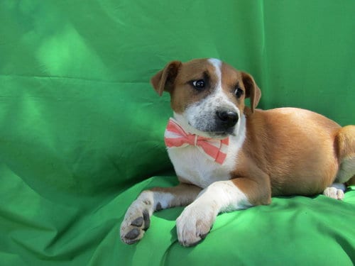 Photo of Ginger/, adoptable Terrier in San Diego, California