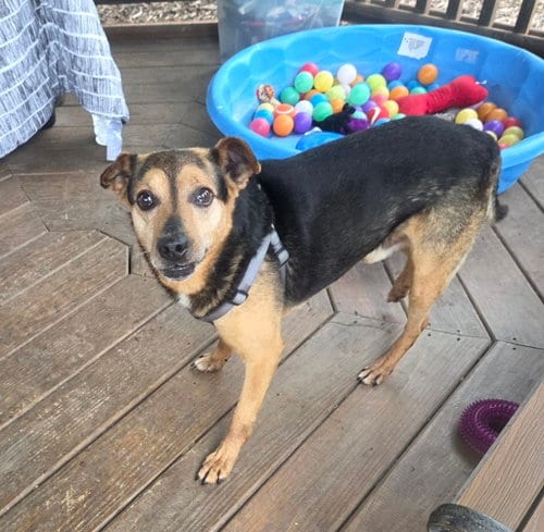 Photo of McGee, adoptable Beagle in Martinsburg, West Virginia