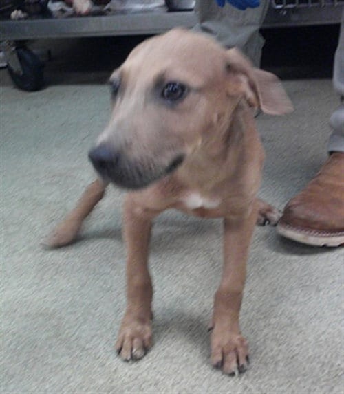 Photo of A480652, adoptable Staffordshire Bull Terrier in Oklahoma City, Oklahoma
