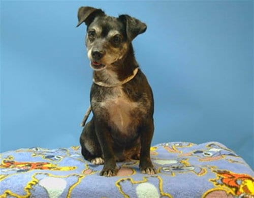 Photo of Chanel, adoptable Chihuahua in Gardena, California