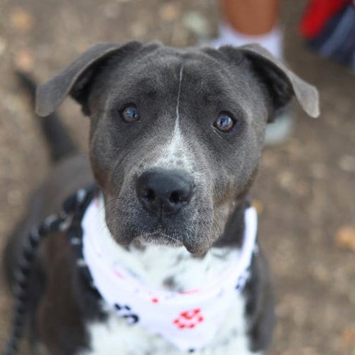 Photo of Hercules, adoptable American Staffordshire Terrier in San Antonio, Texas