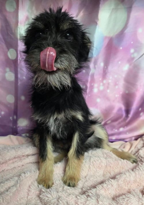Photo of Tassels, adoptable Schnauzer in Sedalia, Colorado