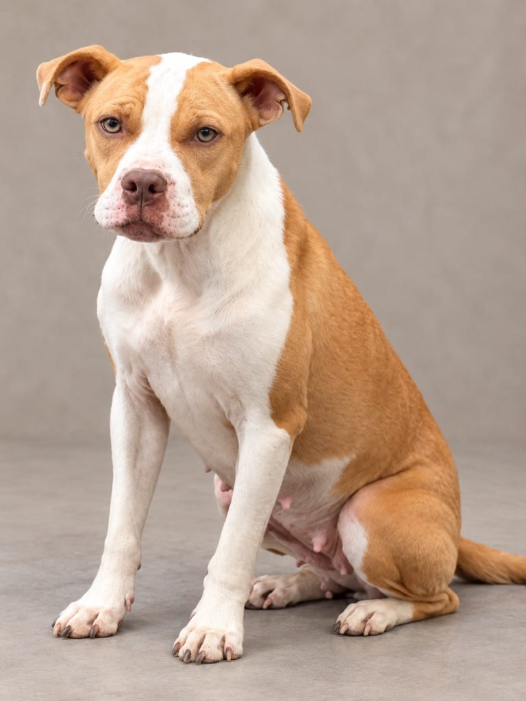 Photo of Mario, adoptable Staffordshire Bull Terrier in Crossville, Tennessee