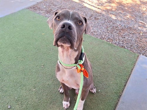 Photo of Keanu, adoptable American Pit Bull Terrier in Phoenix, Arizona