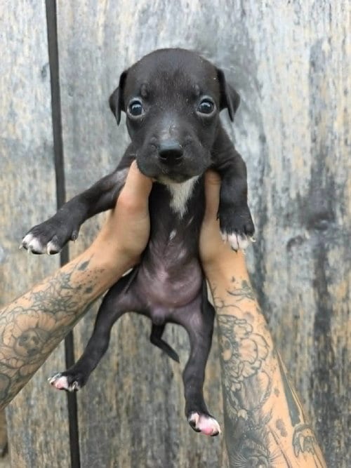 Photo of SR Puppy 14/21, adoptable American Pit Bull Terrier in Frankenmuth, Michigan
