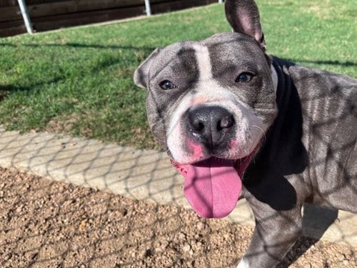 Photo of Moose, adoptable Pit Bull Terrier in Plano, Texas