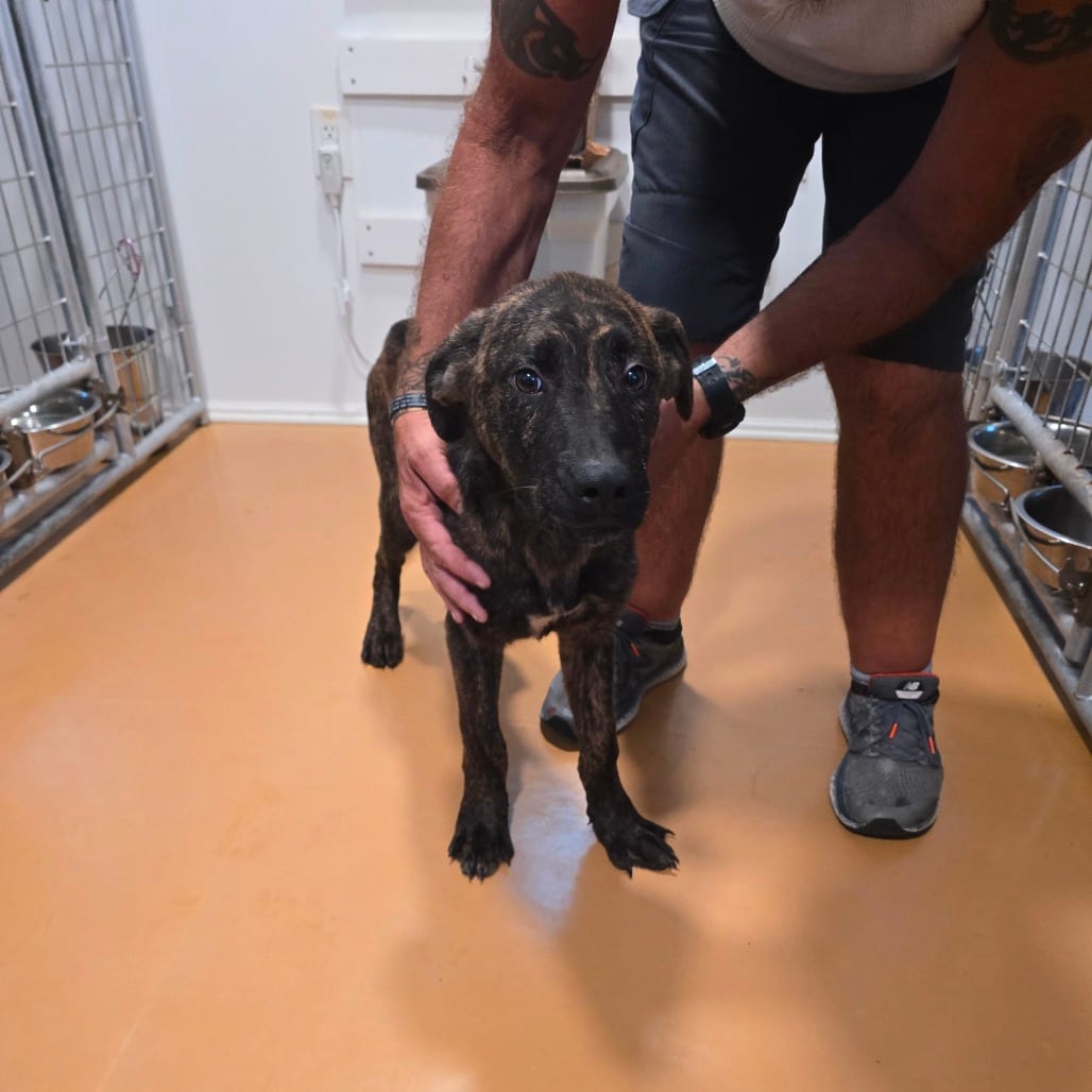 Photo of Goliath, adoptable Shepherd, German in Hinesville, Georgia