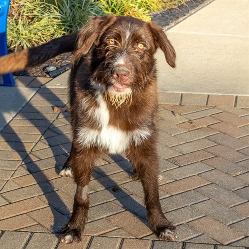 Photo of Jelly, adoptable Giant Schnauzer in Maryland, Missouri