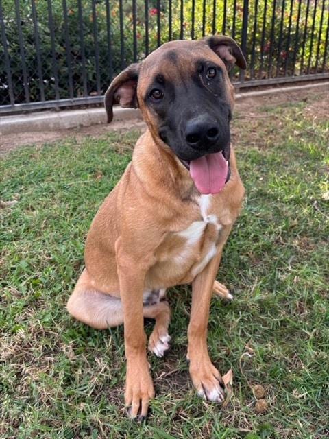 Photo of Bamm Bamm, adoptable Cane Corso Mastiff in Riverside, California