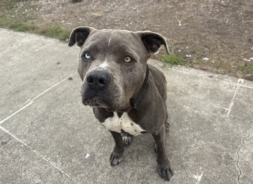 Photo of Gene Kelly, adoptable Pit Bull Terrier in McKinleyville, California