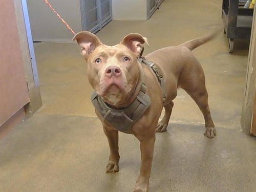 Photo of Shortcake, adoptable Pit Bull Terrier in Sacramento, California