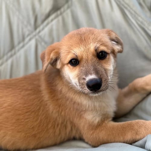 Photo of Napoleon Dynamite Pup - Deb, adoptable Labrador Retriever in San Diego, California