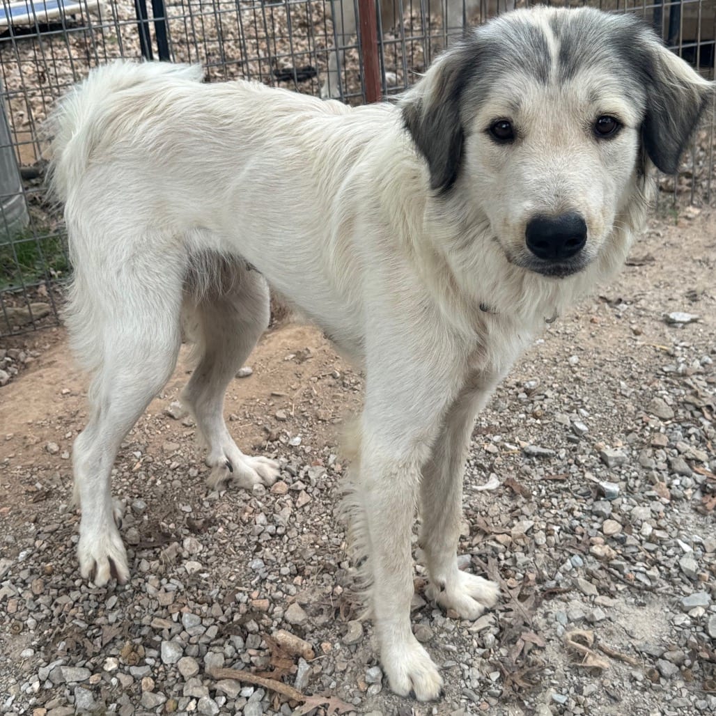 Photo of Signa, adoptable Pyrenees, Great in Pineville, Missouri