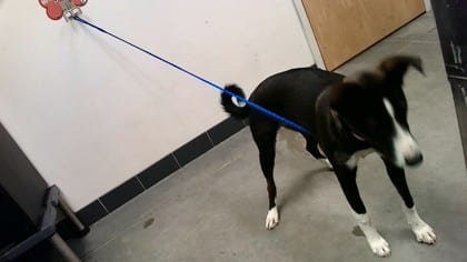 Photo of Isabella Tortellini, adoptable dog in Farmington, New Mexico
