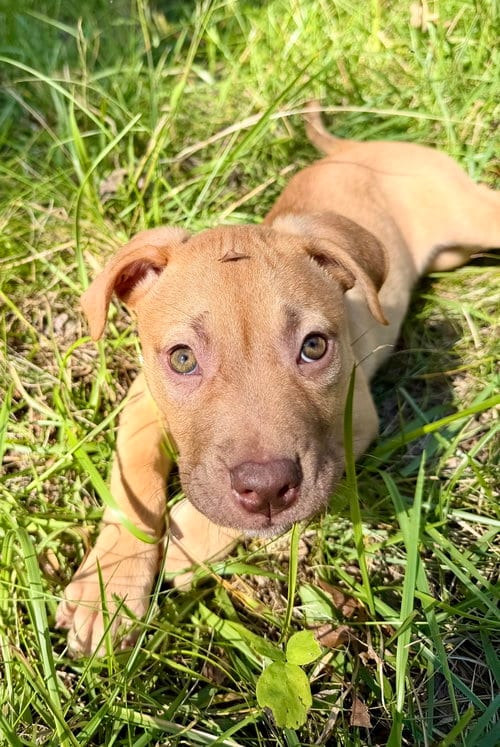 Photo of Rosalie- Belles & Beau Litter, adoptable American Staffordshire Terrier in Holly Springs, North Carolina