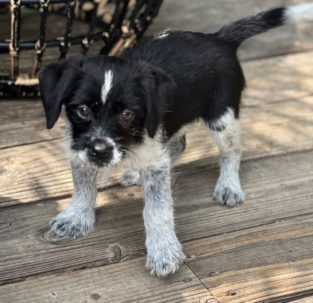 Photo of Rook, adoptable Terriers (Small) in Dana Point, California
