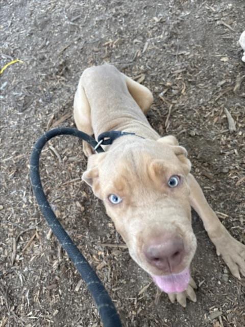 Photo of Spunky, adoptable Mastiff in Van Nuys, California