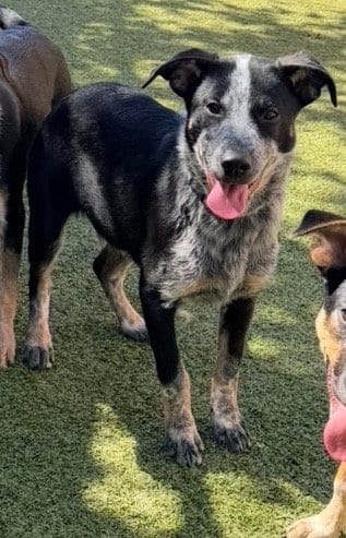 Photo of Andarna, adoptable Australian Cattle Dog/Blue Heeler in Newcastle, Oklahoma