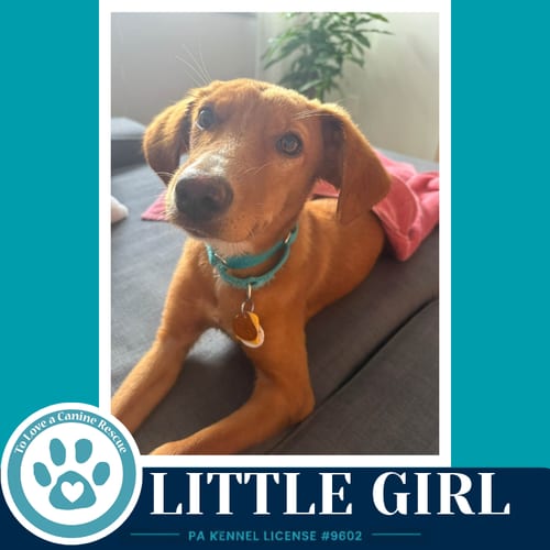 Photo of Little Girl 091226, adoptable Labrador Retriever in Kimberton, Pennsylvania