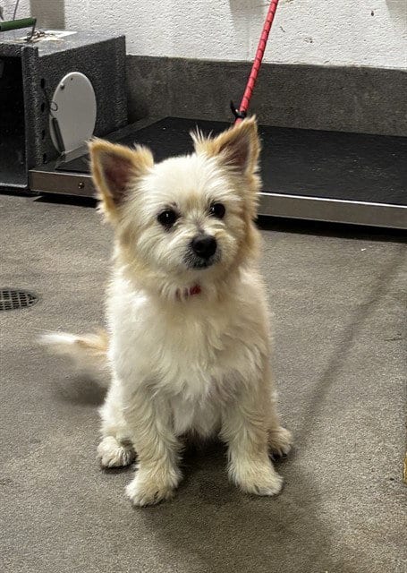 Photo of Sam, adoptable Pomeranian in Forestville, Maryland