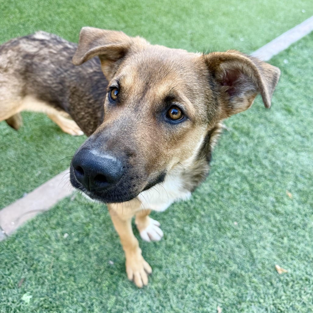 Photo of Gopher, adoptable Shepherd in Agoura Hills, California