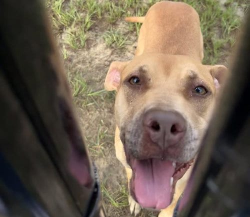 Photo of Trixie, adoptable American Staffordshire Terrier in Ocala, Florida