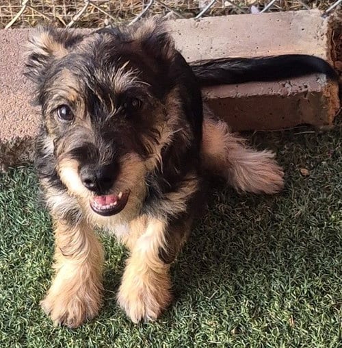 Photo of Norris, adoptable Schnauzer in Carrollton, Texas