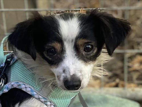 Photo of Nemo, adoptable Chihuahua in Woodland, California