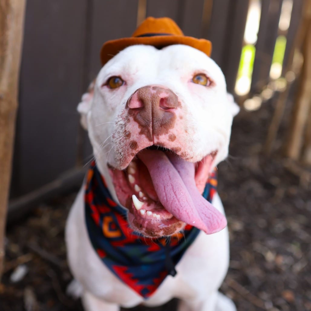 Photo of Hamilton, adoptable Terrier, Pit Bull in Dallas, Texas