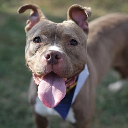 Photo of Mocha, adoptable American Staffordshire Terrier in San Antonio, Texas