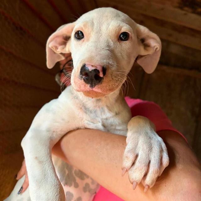 Photo of Ellie, adoptable American Foxhound in Salem, Massachusetts