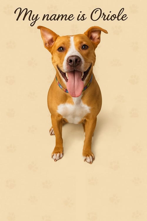 Photo of Oriole, adoptable Labrador Retriever in Tampa, Florida