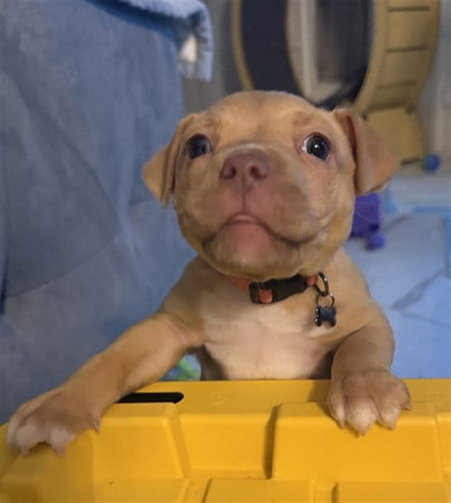 Photo of A2092767, adoptable Staffordshire Bull Terrier in Houston, Texas