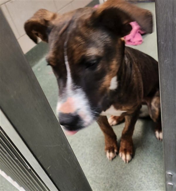 Photo of Senior Mixed Breed, adoptable Mixed Breed in Santa Fe, New Mexico