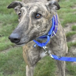 Photo of Kissed Da Teacher, adoptable Greyhound in Grandville, Michigan