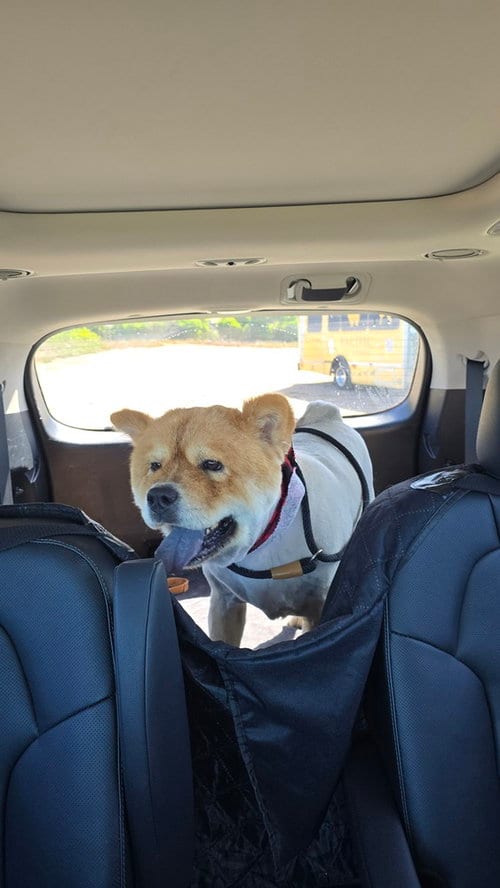 Photo of Mufasa, adoptable Chow Chow in Pacifica, California