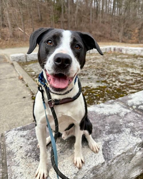 Photo of AC - Gumbo aka Gumby, adoptable Border Collie in Brewster, New York