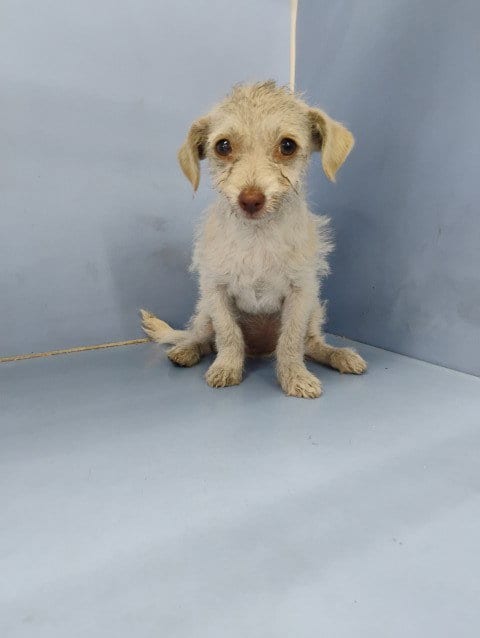 Photo of Evie, adoptable Terrier in San Bernardino, California