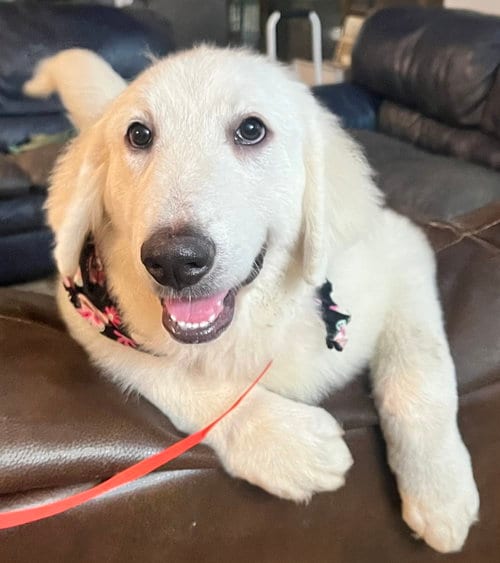 Photo of Tamryn, adoptable Great Pyrenees in Spring, Texas