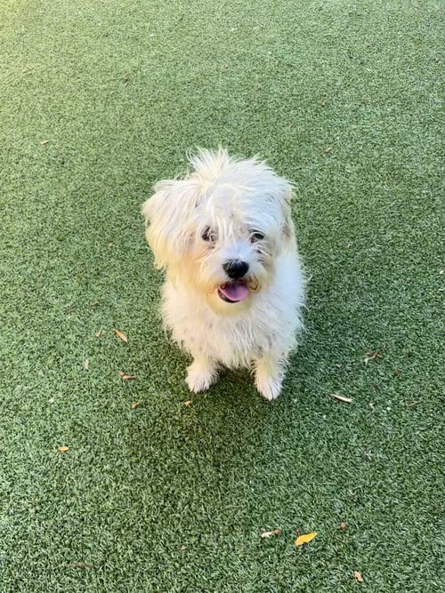 Photo of King Julian, adoptable Maltese in Liverpool, New York