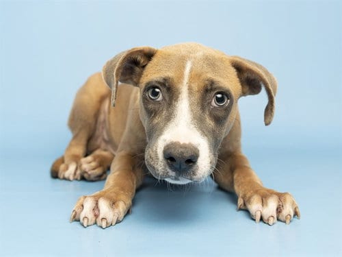Photo of Axel, adoptable American Pit Bull Terrier in Phoenix, Arizona