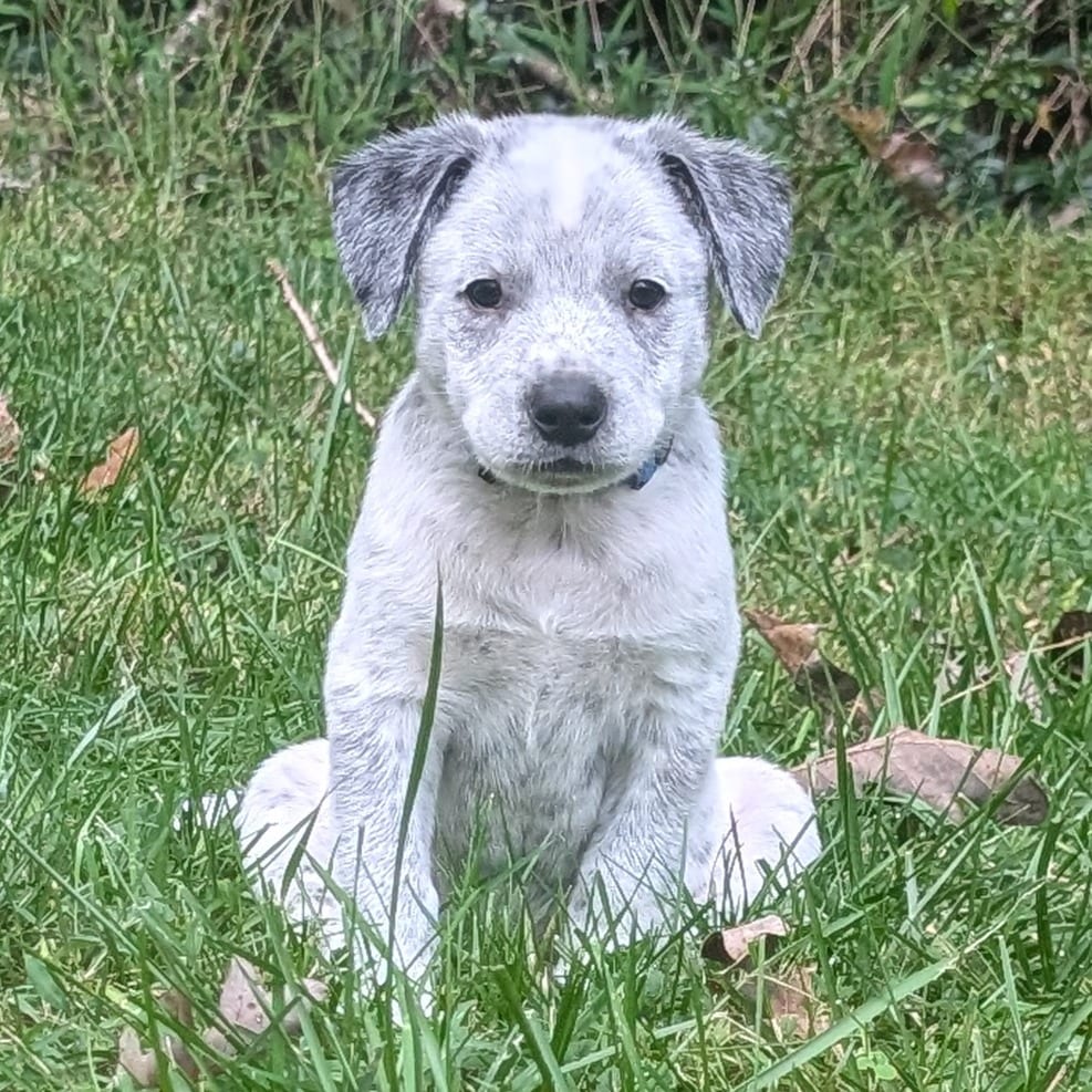 Photo of Macee Pup - Hamlet, adoptable Cattle Dog / Mixed Breed (Medium) in Fairfax Station, Virginia