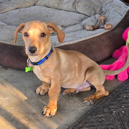Photo of Copper, adoptable Dachshund in Los Angeles, California