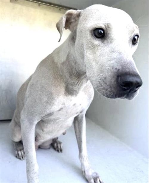 Photo of A661930, adoptable Labrador Retriever in Houston, Texas